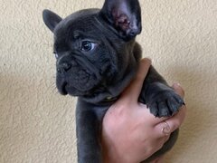 Avem pui de Bulldog Francez