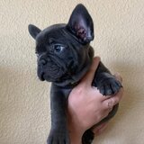 Avem pui de Bulldog Francez